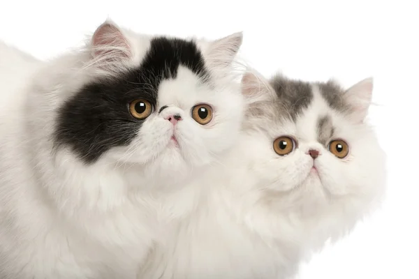 Gatos persas, 6 meses, em frente ao fundo branco — Fotografia de Stock