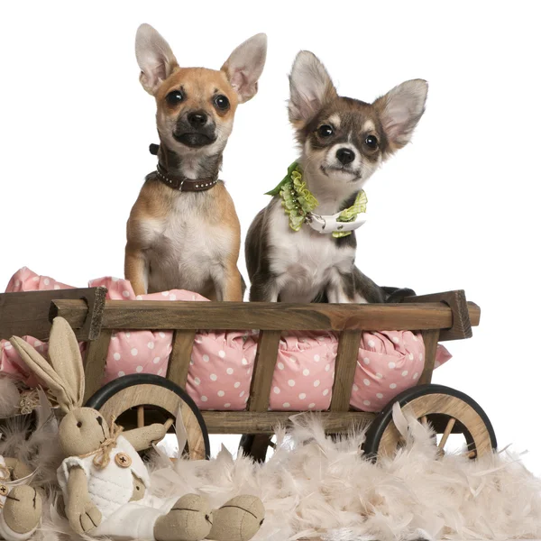 Chihuahua-Welpen, 3 Monate alt, sitzen im Hundebettwagen mit Stofftieren vor weißem Hintergrund — Stockfoto