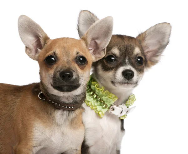 Primo piano dei cuccioli di Chihuahua, 3 mesi, davanti allo sfondo bianco — Foto Stock
