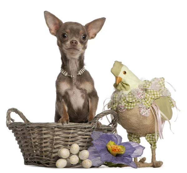 Chihuahua, 1 year old, sitting in Easter basket with stuffed chi — Stock Photo, Image