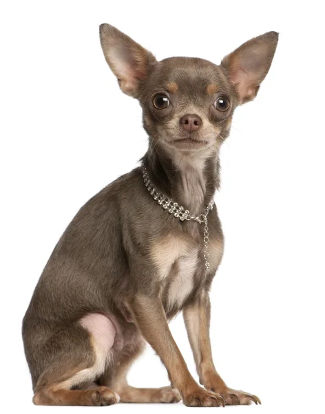 Chihuahua, 1 año de edad, con cuello de diamante sentado delante de fondo blanco — Foto de Stock