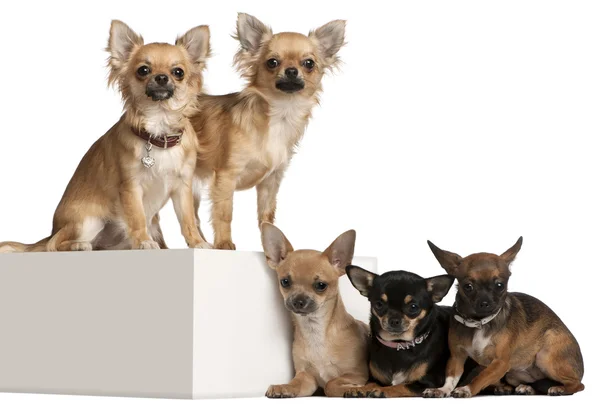 Öt Chihuahuas, 1 éves, fehér háttér előtt — Stock Fotó