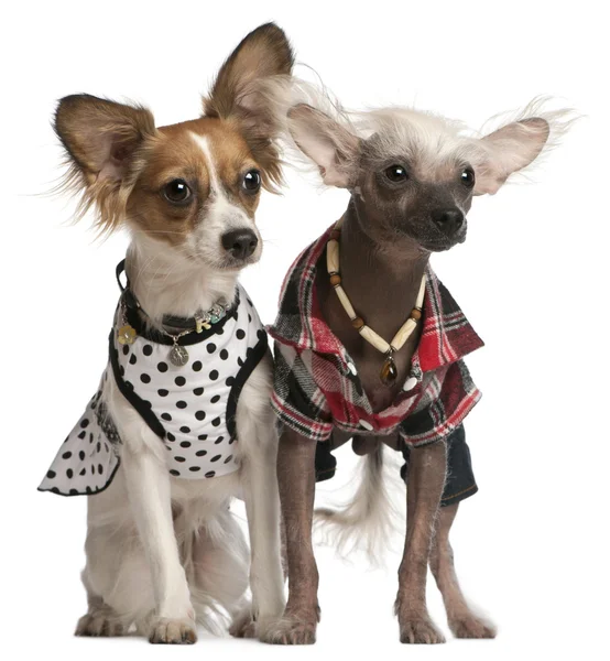 Dressed up Chinese Crested Dogs, 2 years old and 8 months old, i — Stock Photo, Image