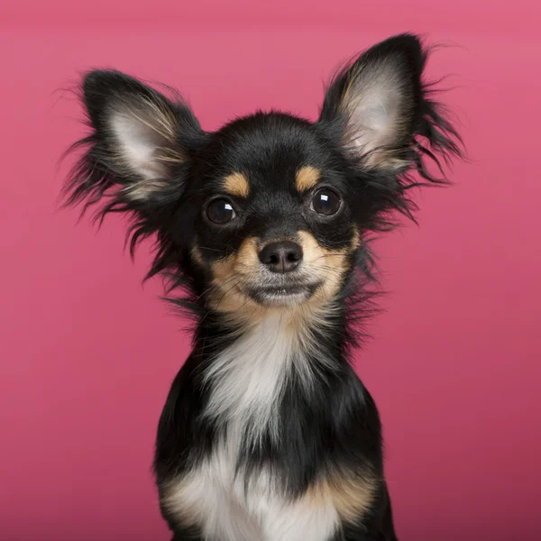 Chihuahua köpek yavrusu, 6 ay yaşlı, pembe bir arka plan yakın çekim — Stok fotoğraf