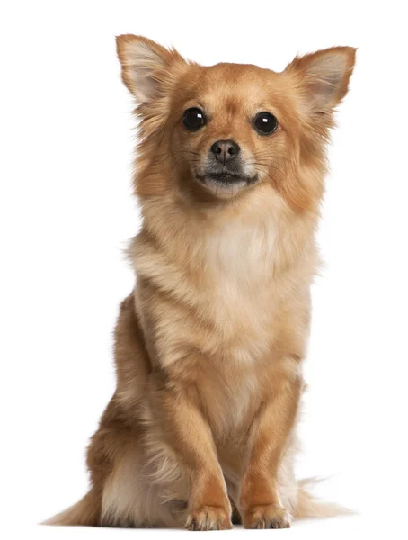 Chihuahua, 3 jaar oud, zitten in de voorkant van witte achtergrond — Stockfoto