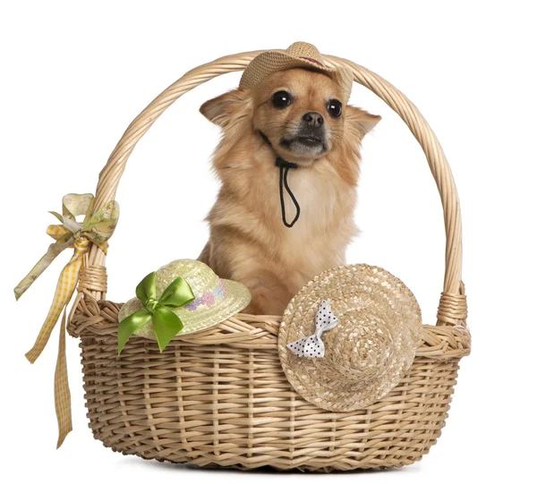 Chihuahua, 3 años, sentado en cestas con sombreros delante de fondo blanco —  Fotos de Stock