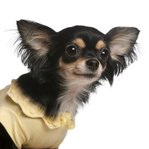 Zbliżenie: Chihuahua, 3 lata stary, przed białym tle — Zdjęcie stockowe
