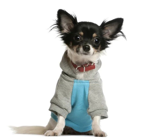 Chihuahua klädd i tröja luvtröja, 9 månader gammal, sitter i — Stockfoto