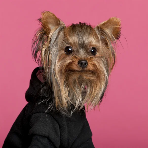 stock image Close-up of Yorkshire Terrier wearing black sweatshirt hoodie, 1 year old, in front of pink background