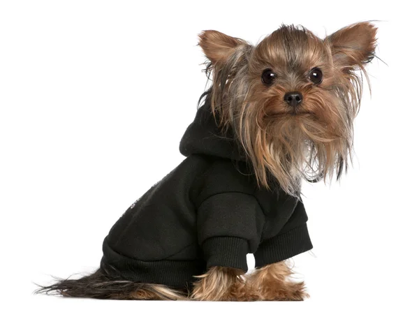 Yorkshire Terrier wearing black sweatshirt hoodie, 1 year old, in front of white background — Stock Photo, Image