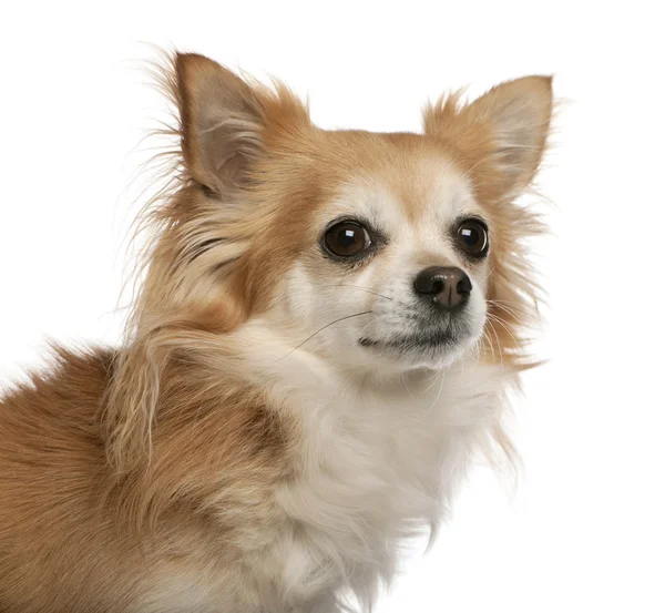 Chihuahua, beyaz arka plan önünde yakın çekim — Stok fotoğraf