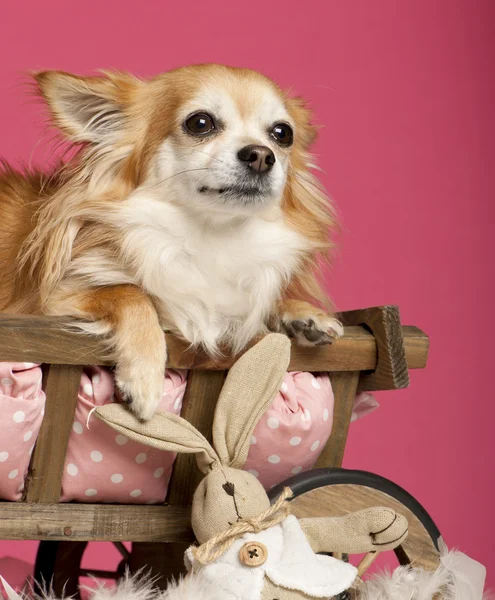 Chihuahua couché dans un chariot en bois avec un animal en peluche devant un fond rose — Photo