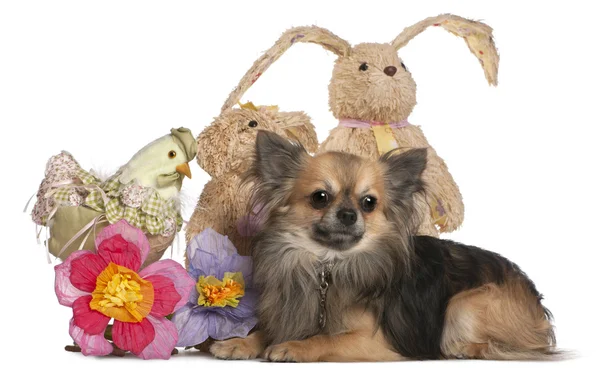 Chihuahua couché avec des animaux en peluche de Pâques devant ba blanc — Photo