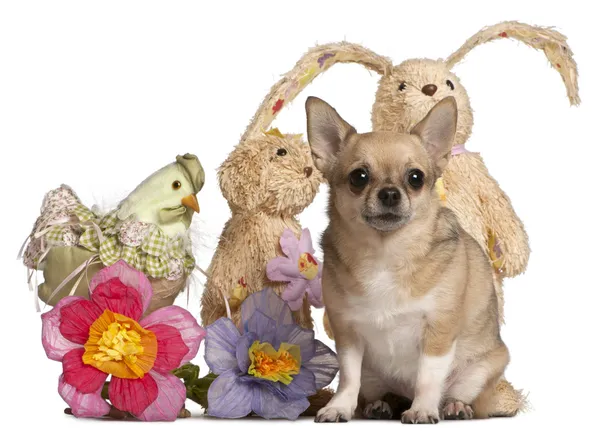 Chihuahua assis avec des animaux en peluche de Pâques devant blanc — Photo