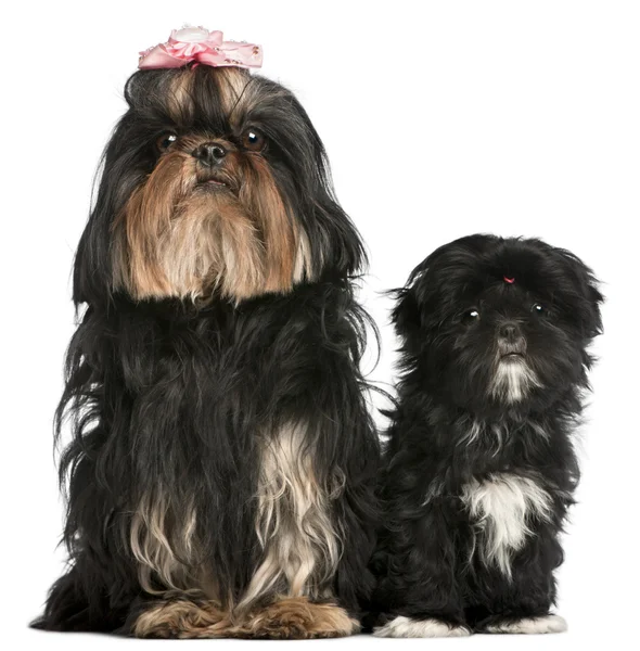 Shih Tzu, 5 years old, and Shih Tzu puppy, 5 months old, sitting — Stock Photo, Image