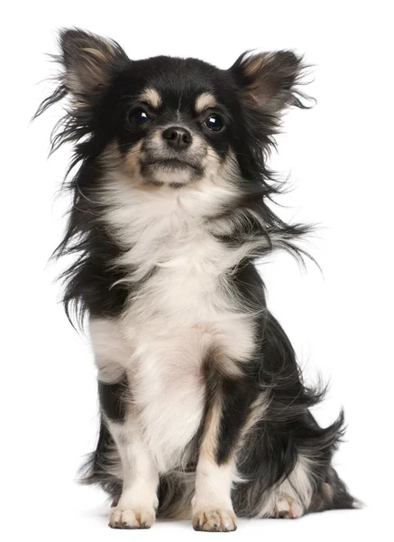 Chihuahua, 5 jaar oud, zitten in de voorkant van witte achtergrond — Stockfoto