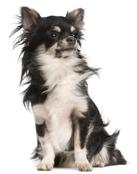 Chihuahua, 5 jahre alt, sitzt vor weißem hintergrund — Stockfoto