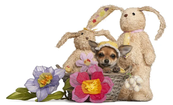 Chihuahua cachorro na cesta de Páscoa com flores e bicho de pelúcia — Fotografia de Stock