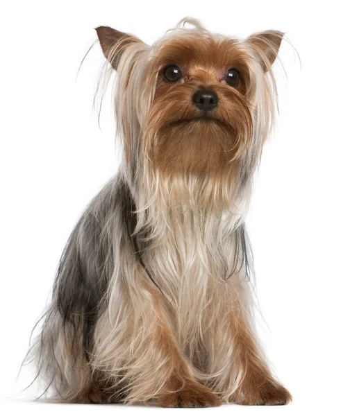 Yorkshire Terrier, 1 year old, sitting in front of white background — Stock Fotó