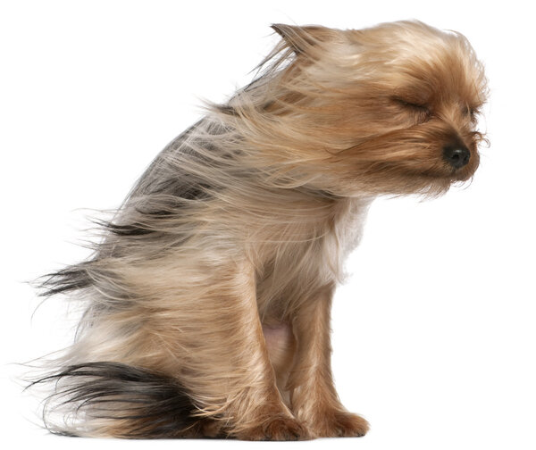 Yorkshire Terrier, 1 year old, sitting in front of white background