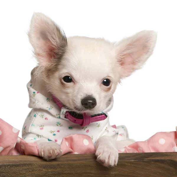 Nahaufnahme von Chihuahua-Welpen, 4 Monate alt, verkleidet und im Hundebett vor weißem Hintergrund — Stockfoto