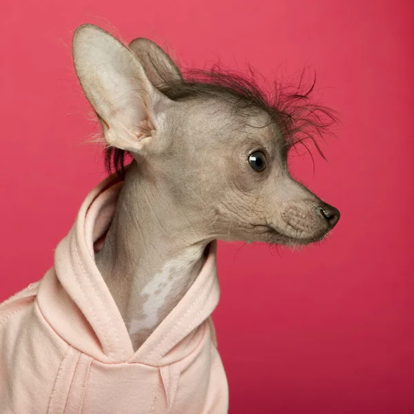 ピンクの背景の前に混合された品種子犬のクローズ アップ — ストック写真