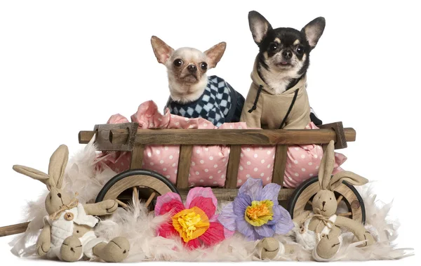 Chihuahuas sitting in dog bed wagon with stuffed animals in front of white background — Stock Photo, Image