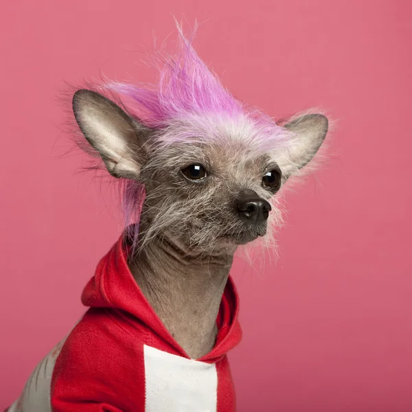 Close-up of Chinese Crested Dog with pink mohawk, 4 years old, in front of pink background — Stock Photo, Image