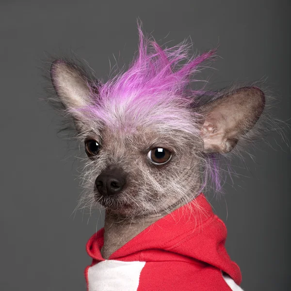 Close-up of Chinese Crested Dog with pink mohawk, 4 years old, in front of grey background — Stock Photo, Image