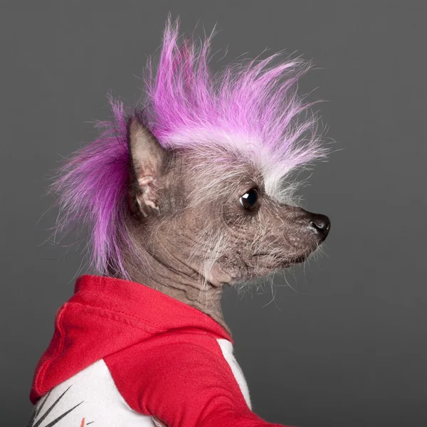特写中国朱鹮狗与粉红色的莫霍克，4 岁，在灰色背景 — 图库照片