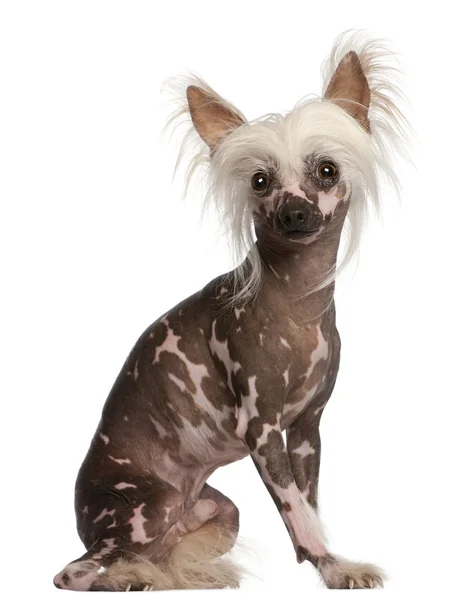 Chinese Crested dog sitting in front of white background — Stock Photo, Image