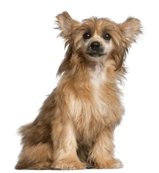 Chinese Crested dog sitting in front of white background — Stock Photo, Image