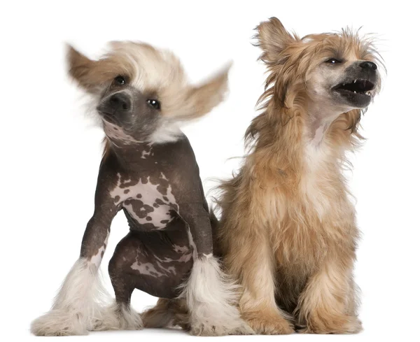 Chinese Crested Dog puppy, 4 months old, and Chinese Crested Dog — Stock Photo, Image