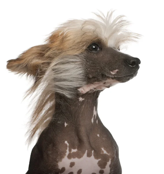Nahaufnahme eines chinesischen Haubenhundes mit Haaren im Wind, 7 Jahre alt, vor weißem Hintergrund — Stockfoto