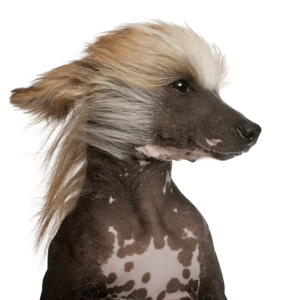 Close-up of Chinese Crested Dog with hair in the wind, 7 years old, in front of white background — Stock Photo, Image