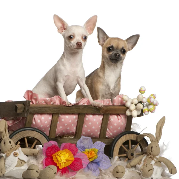 Chihuahuas, 13 meses e 7 meses, sentado em carroça de cama de cachorro com animais de pelúcia na frente do fundo branco — Fotografia de Stock
