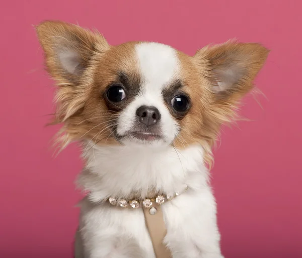Close-up de Chihuahua vestindo colar de diamantes, 7 meses, na frente de fundo rosa — Fotografia de Stock