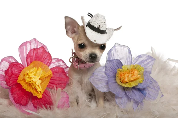 Chihuahua cachorro, 2 meses, con sombrero — Foto de Stock