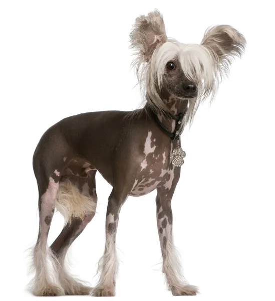 Chinese Crested Dog, 10 months old, standing in front of white background — стокове фото