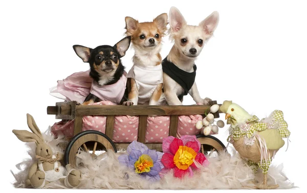Trois Chihuahuas, 1 an, 8 mois et 5 mois, assis dans un chariot à chiens avec des animaux en peluche de Pâques devant fond blanc — Photo