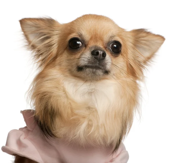 Close-up de Chihuahua, 3 anos, na frente do fundo branco — Fotografia de Stock