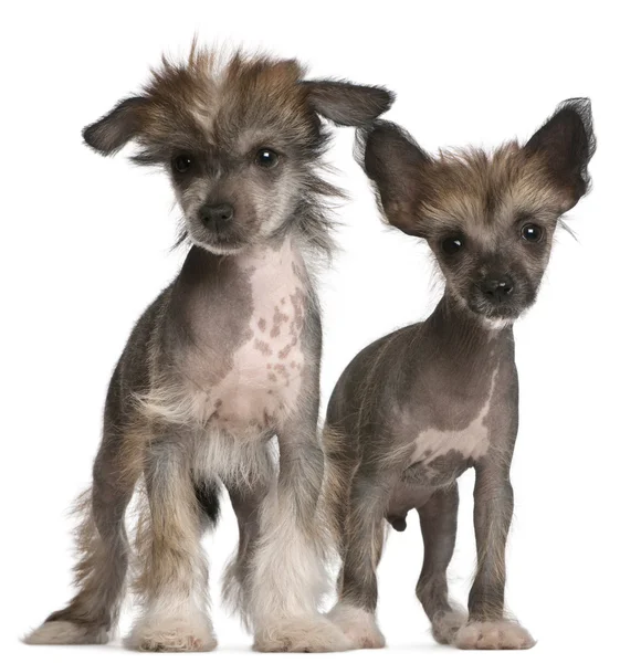 Chinese Crested Dog puppies, 2 months old, standing in front of white background — 스톡 사진