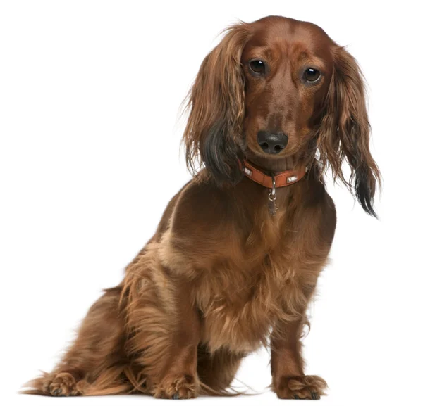 Dachshund, 2 years old, sitting in front of white background — Stock Photo, Image