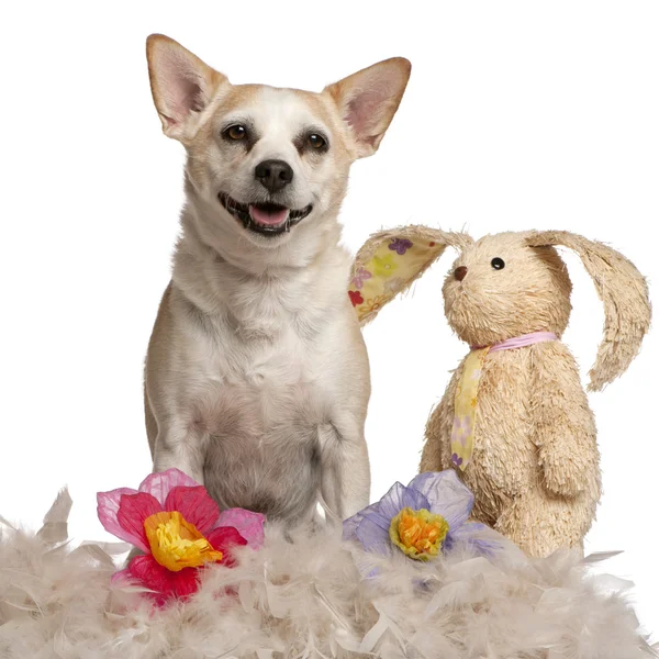 Chien de race mixte, 8 ans, assis avec peluche et fleurs devant fond blanc — Photo