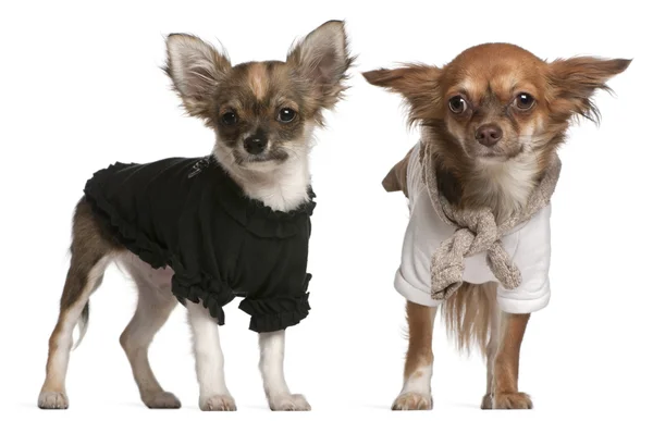 Chihuahua cachorros, disfrazados, 3 meses de edad y 10 meses de edad, de pie delante de fondo blanco —  Fotos de Stock