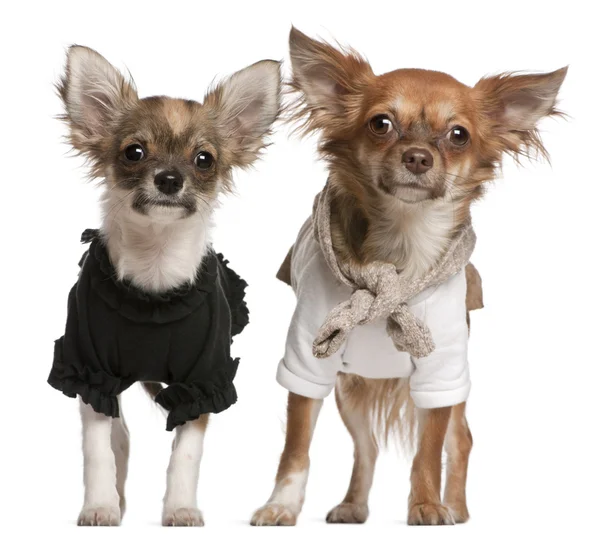 Chihuahua cachorros, disfrazados, 3 meses de edad y 10 meses de edad, de pie delante de fondo blanco — Foto de Stock