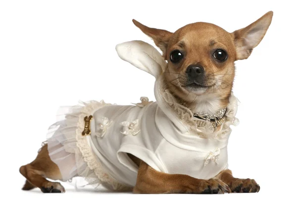 Chihuahua wearing dress, 1 year old, lying in front of white background — Stock Photo, Image