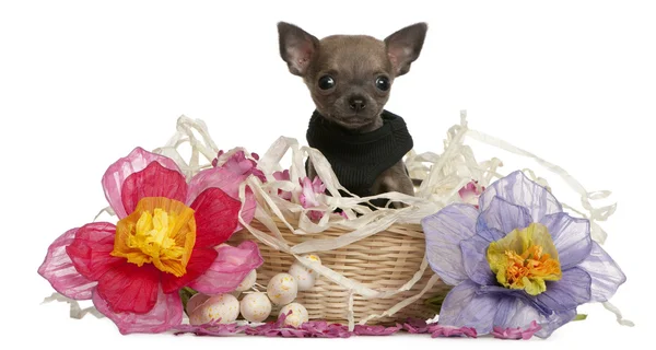 Primer plano del cachorro Chihuahua sentado en canasta de Pascua con flores delante de fondo blanco —  Fotos de Stock