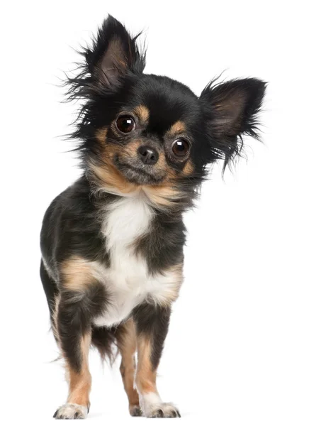 Chihuahua, 2 år gammal, står framför vit bakgrund — Stockfoto