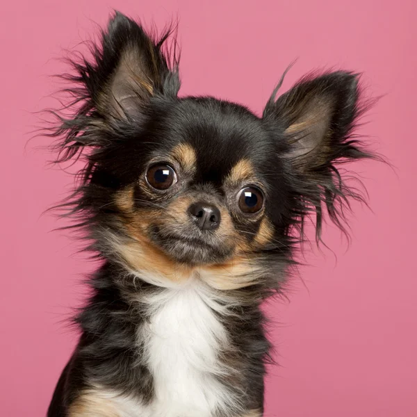 Nahaufnahme von Chihuahua, 2 Jahre alt, vor rosa Hintergrund — Stockfoto